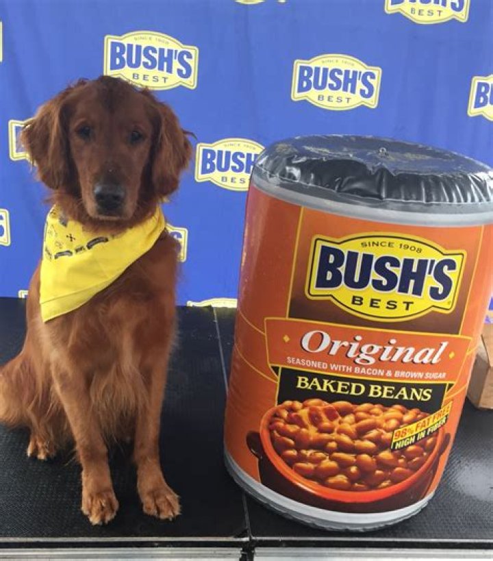 Exploring Bush's Baked Beans For Dogs