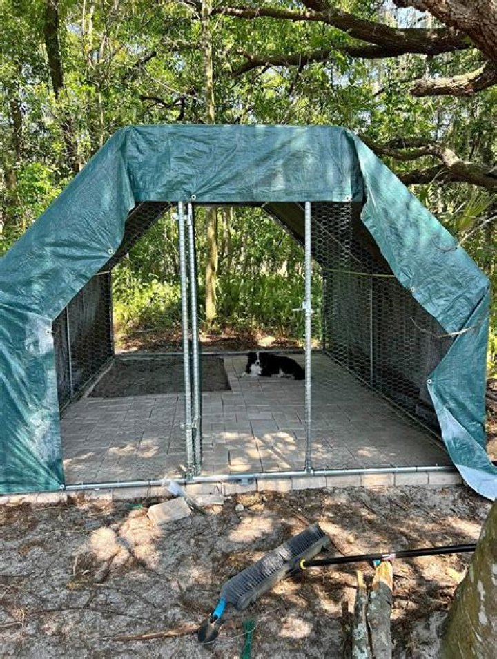 Essential Guide To Keeping Coop Dogs: A Guide For Poultry-Loving Families