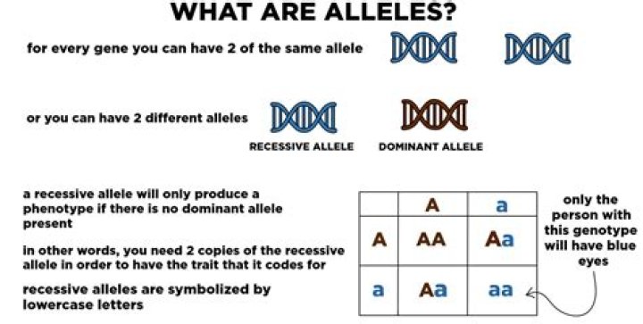 The Ultimate Guide To Recessive Alleles: Definition, Examples, And More