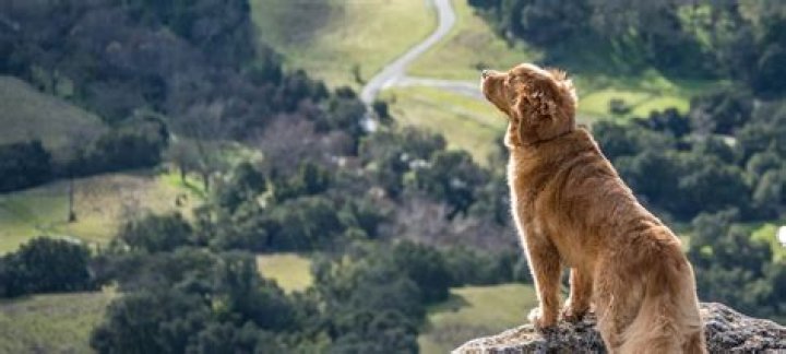 The Ultimate Guide To Dog-Friendly Cliffs: Safety Tips And Scenic Views