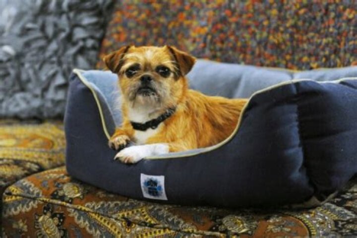 Mike And Molly's Best Friend: The Adorable Dog