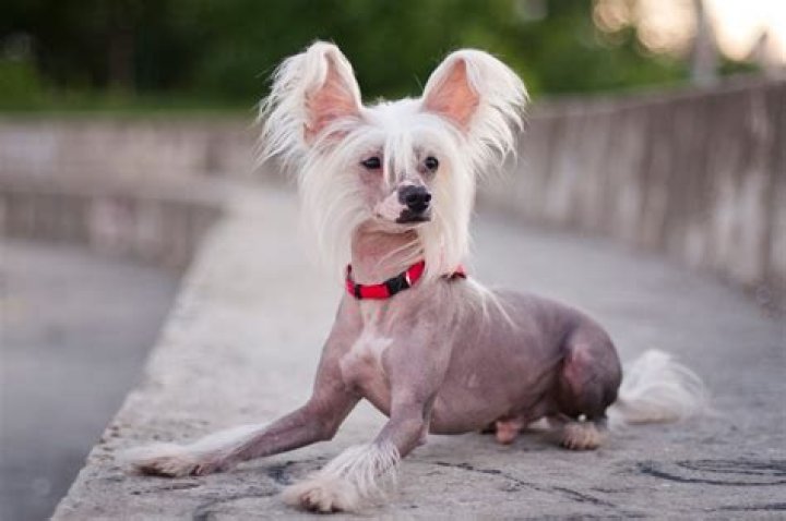 Hairless Dogs: The Unique Charm Of Bald Canines