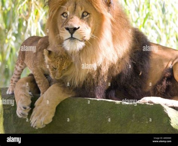 The Mighty Patriarch: Father Of The Lion's Pride