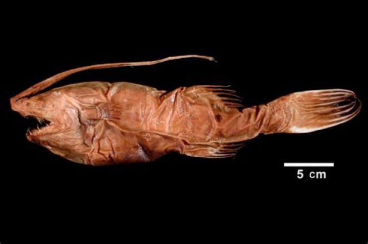 The Unbelievable Gigantactis Fish: Bioluminescence In The Deep