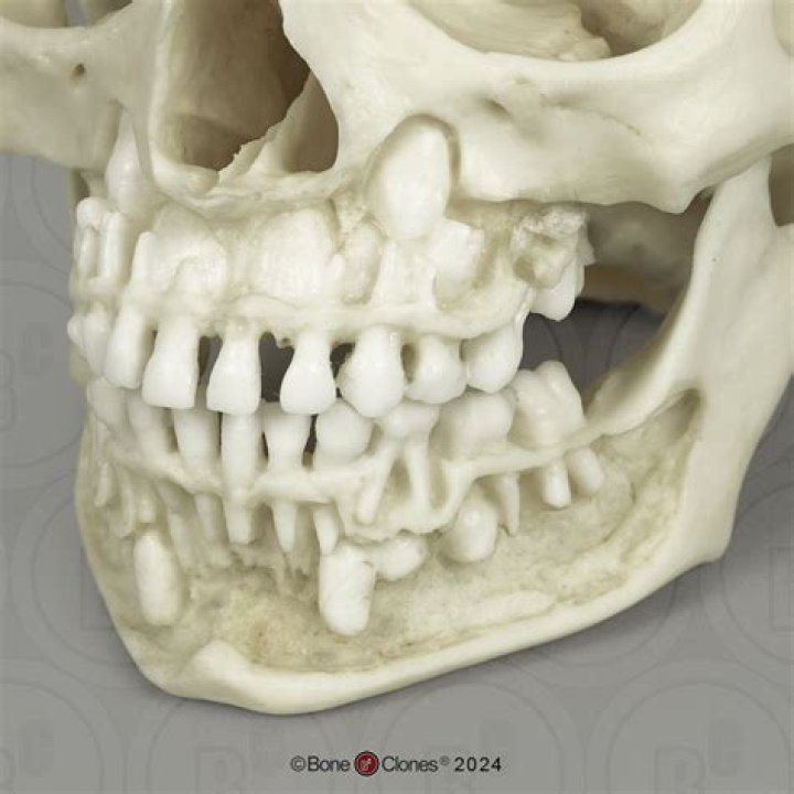 How Old Is Alexander Zverev Jr. Today: All About His Age