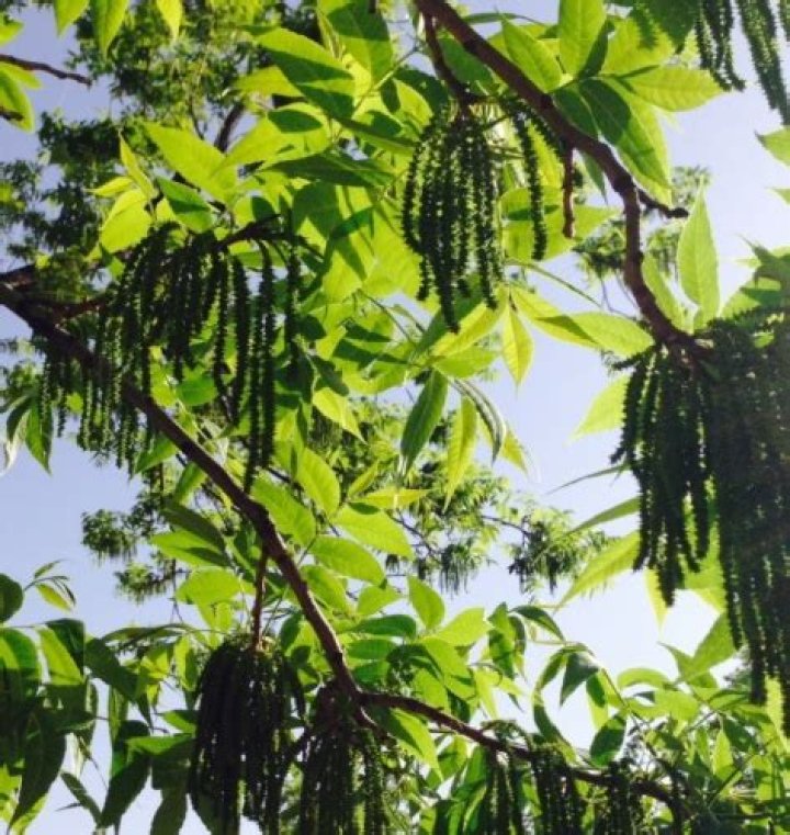 The Ultimate Guide To Maximizing Pecan Tree Production