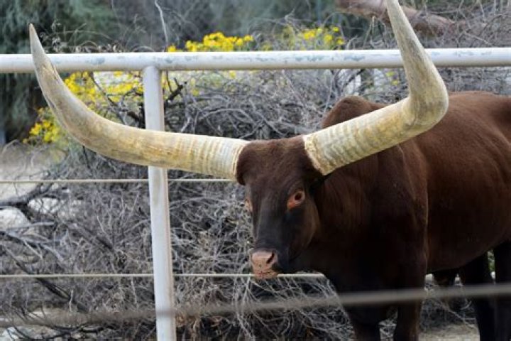 Astonishingly Massive Horns: A Majestic Sight