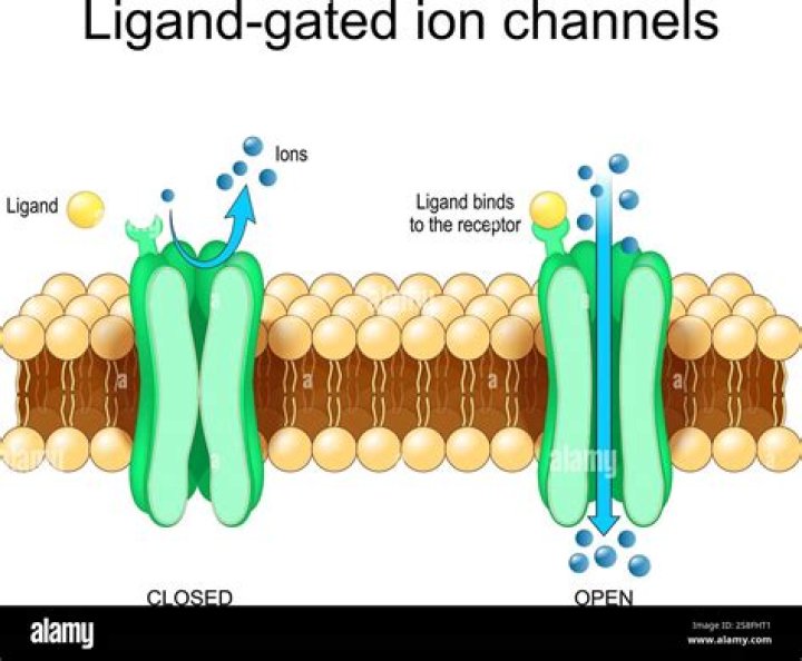 Ligand-Gated Ion Channels: Unlocking Cellular Communication