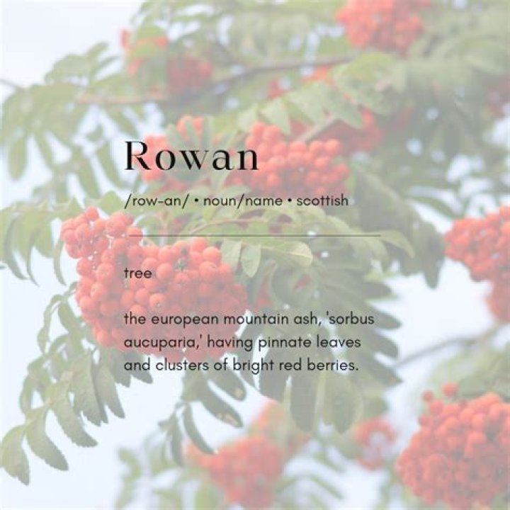 Uncover The Meaning Of Rowan: A Symbol Of Protection And Good Fortune