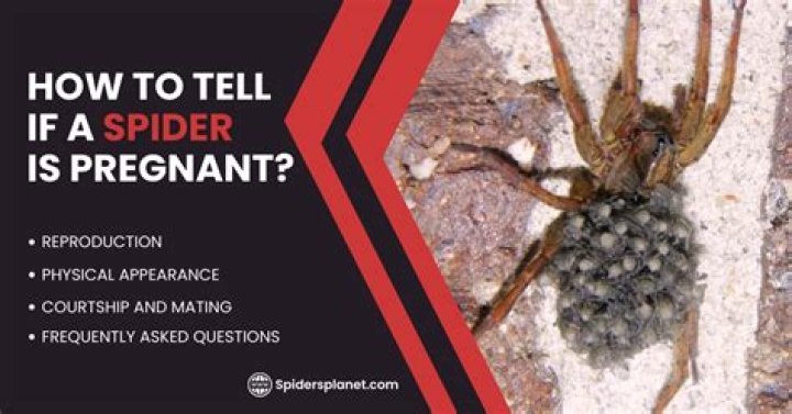 Discover The Intriguing World Of Pregnant Spiders: A Comprehensive Guide