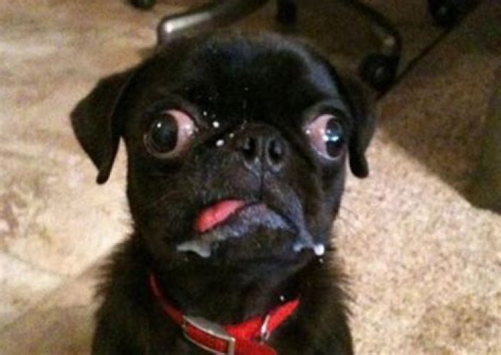 Pugs: Busting The Dumb Dog Myth