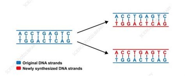 Understanding The Semiconservative Replication Of DNA: A Comprehensive Guide