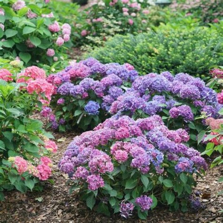 The Essential Guide To The Optimal Time For Splitting Hydrangeas