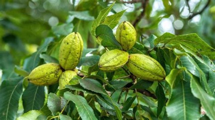 The Ultimate Guide To Pecan Nut Cultivation: Where They Thrive And How To Grow Them